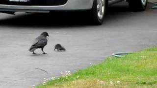 crow vs. mouse