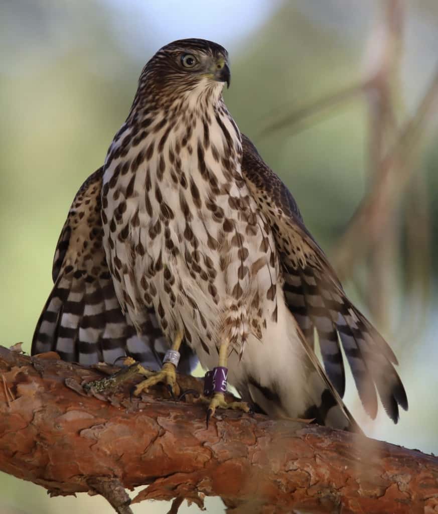 Cooper's hawk - Wikipedia