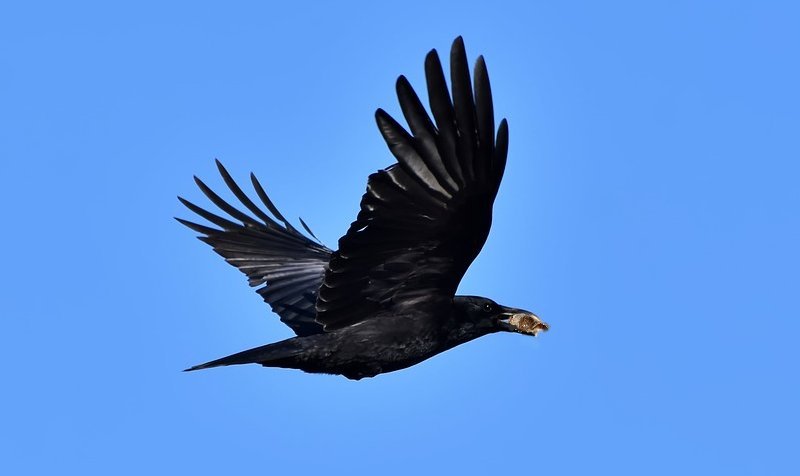 Crows vs Ravens: 5 Main Differences Explained - AZ Animals