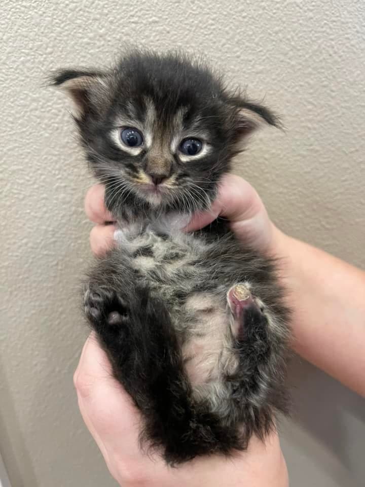 On Dec. 7, Tacoma Animal Control brought two kittens with cut-off limbs ...