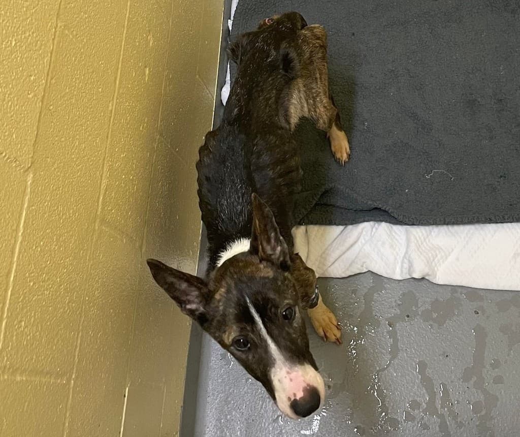 Neglected Dog Dangerously Skinny as Tacoma Shelter Works to Save Its Life –  The Suburban Times