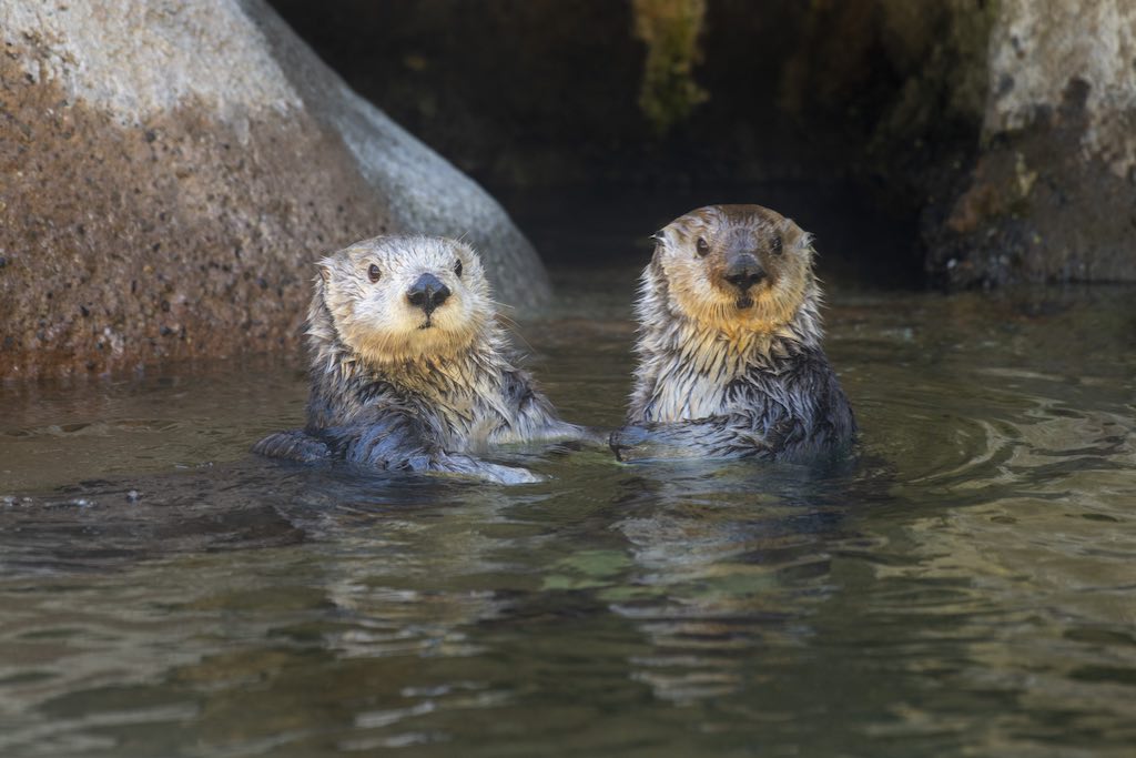 Renovated Rocky Shores habitat now open at Point Defiance Zoo