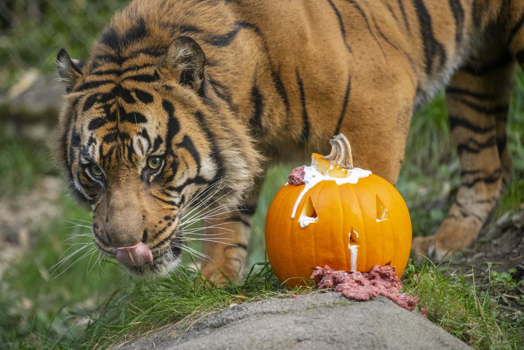 Point Defiance Zoo & Aquarium. Zoo Boo, Photo by Katie Cotterill.