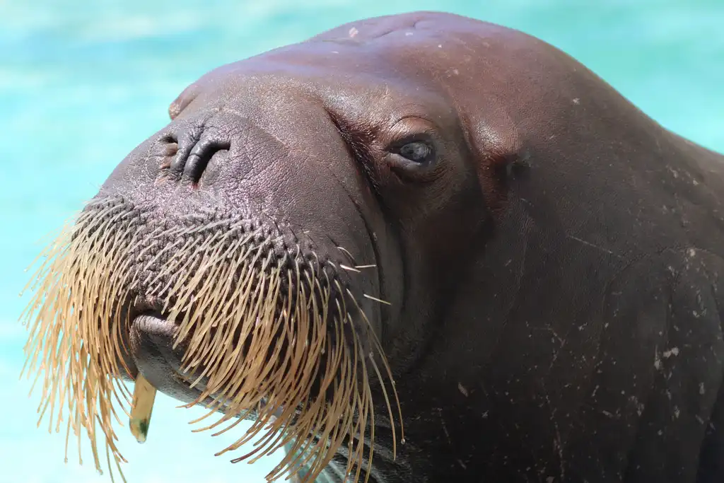 Point Defiance Zoo introduces two young walruses from Aquarium Du Quebec –  The Suburban Times