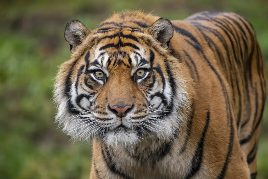 sumatran tiger vs siberian tiger