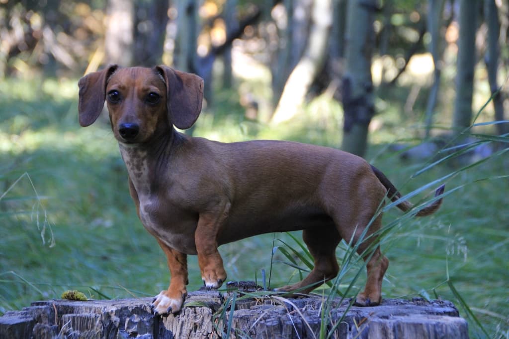 Across the Fence Dachshund The Suburban Times