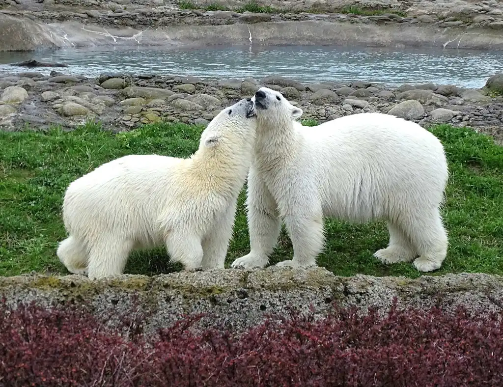 Point Defiance Zoo Welcoming New Polar Bears in Spring 2023