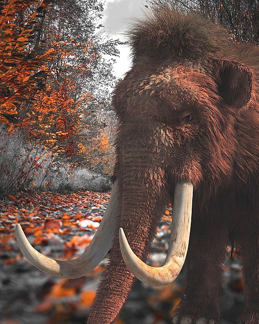 The imperial mammoth stood about fourteen feet tall.