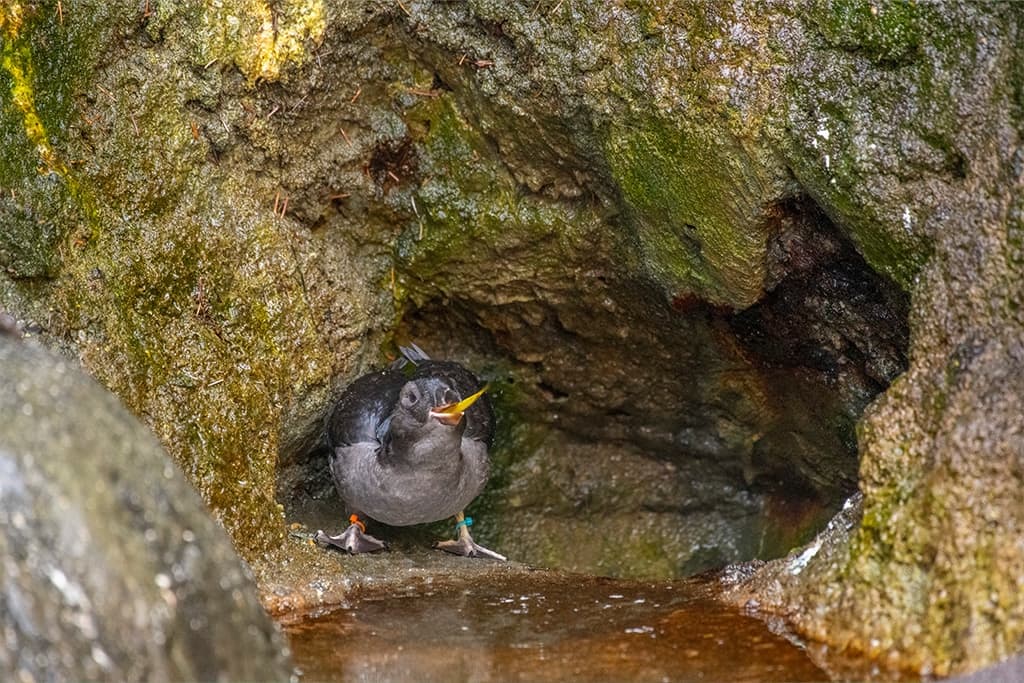 There’s some extra excitement in the Rocky Shores seabird habitat at ...